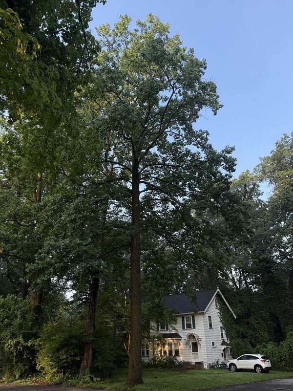 17 Owaissa / canopy