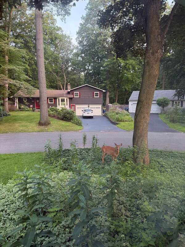 Window observation / deer