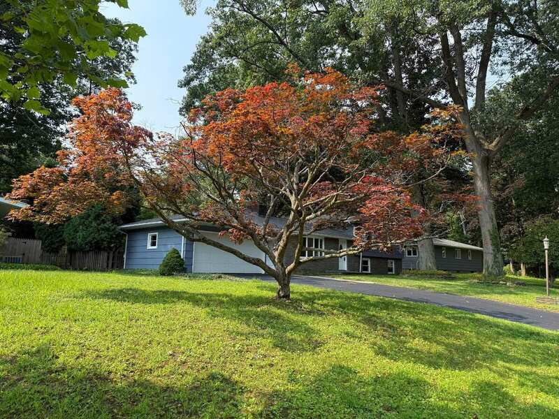 96 Eastwood / tree